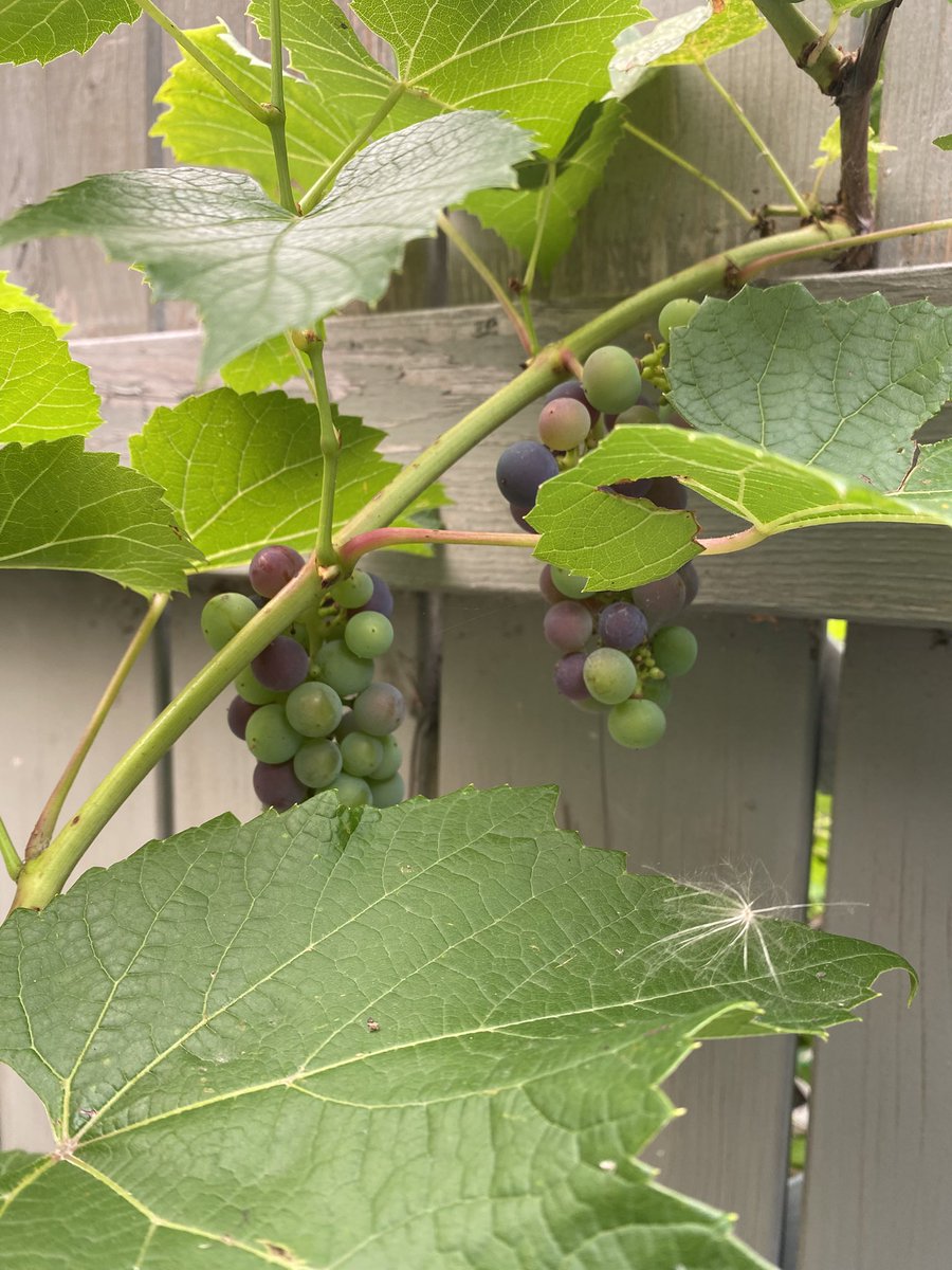 toru_cello's tweet photo. お隣からやってきたブドウ🍇

ってよく見るとタンポポのタネが! https://t.co/JjtwRAm3ze