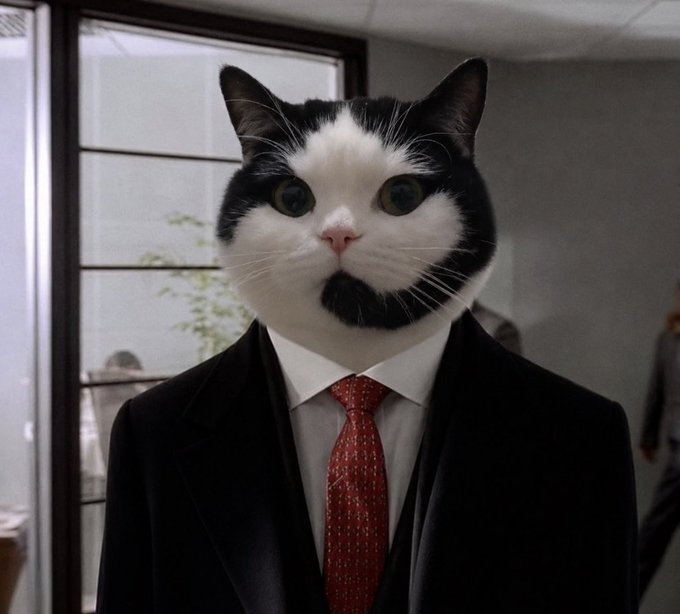 CallCatCoinSol's tweet photo. gCALLCAT https://t.co/NxSJfoKKf6