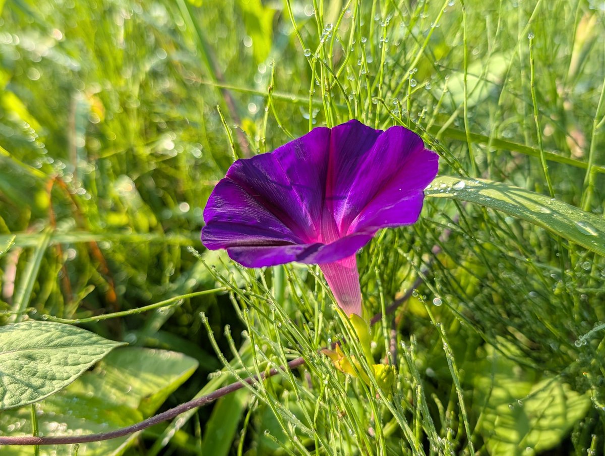 May____18's tweet photo. August – Morning Glory https://t.co/UNb6KMrYQ8