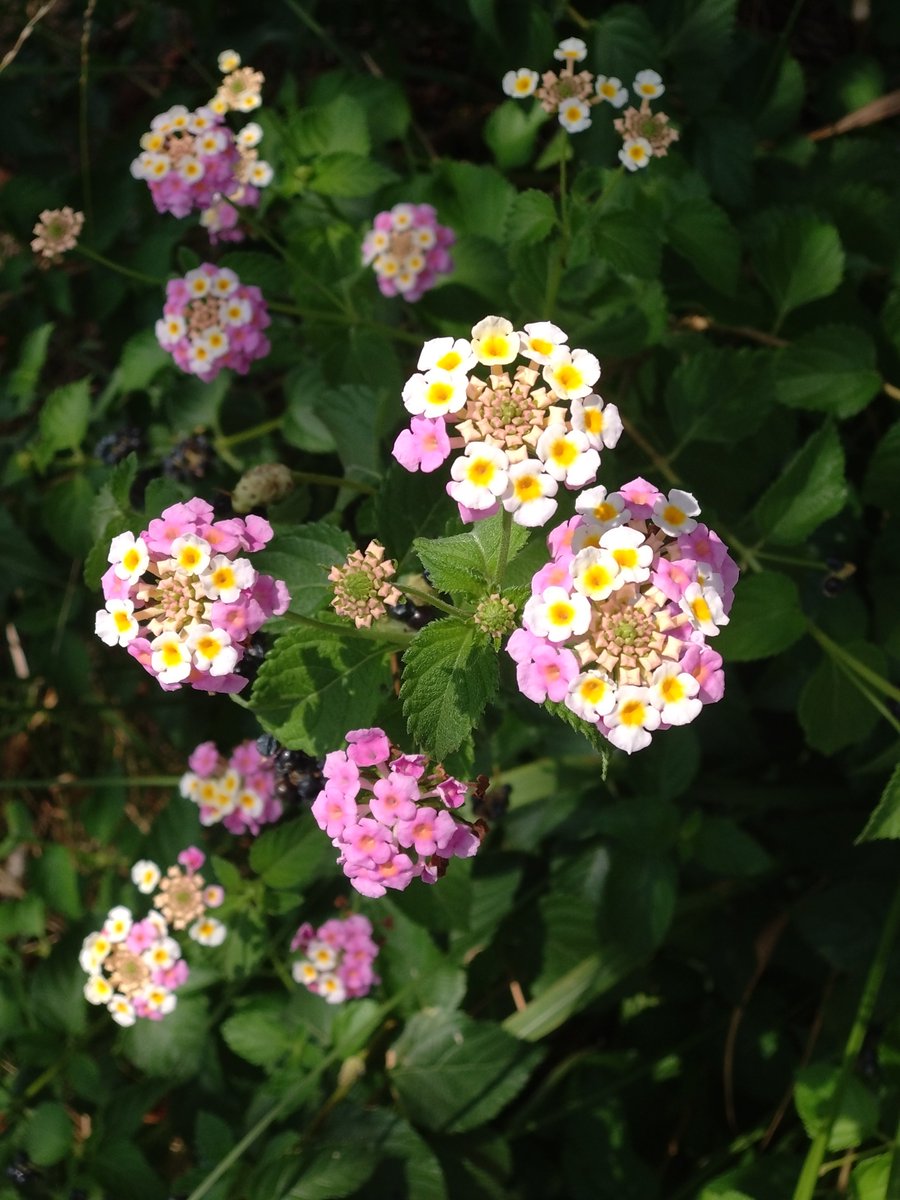 0608_com's tweet photo. いつもの病院、いつものランタナ、花盛りだね😆結構肌寒くなる季節まで咲くんだよ🏵️

#今日のランタナ https://t.co/4y2bRUgZ9X