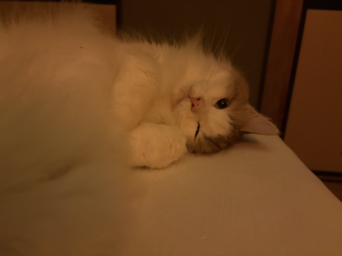 nyan__ta_'s tweet photo. https://t.co/SgBkP5aCRO