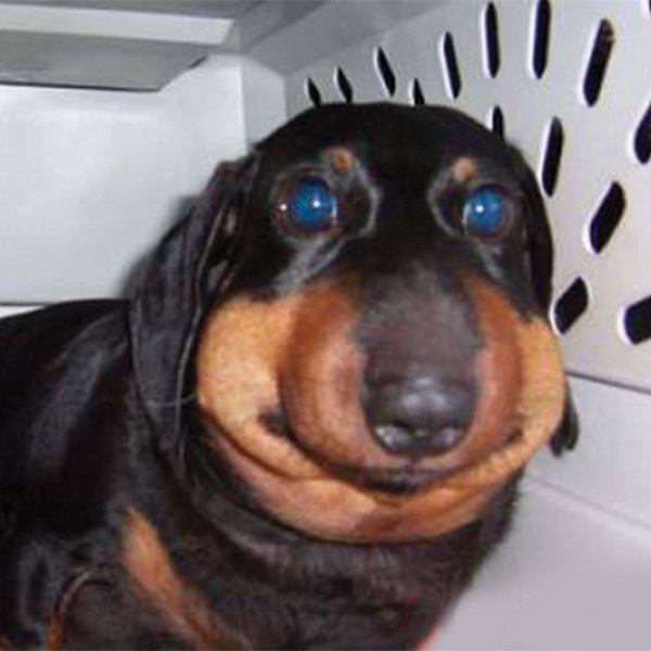 CabledArt's tweet photo. @SURGICALYST Looks like a dog stung by a bee https://t.co/aHZ1d9I1Av