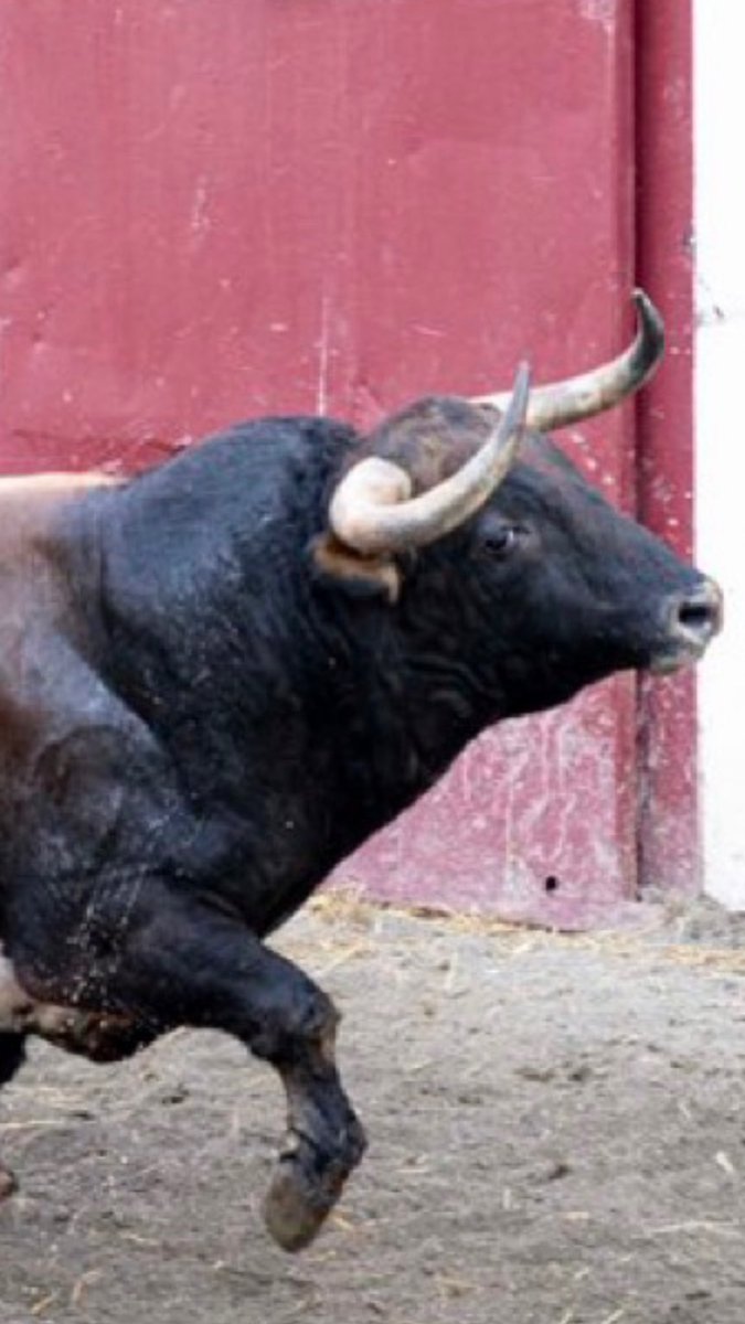 IakiEtxarri2's tweet photo. Con estas mierdas afeitadas hasta las trancas de Torrealta, Garcigrande y N del Cuvillo lo que hagan hoy en Málaga Morante, Roca y De Miranda carece de valor. Autoridad, empresario, ganaderos y toreros, estafadores, y el público que pague por esta asquerosidad es tonto.¡Basta ya! https://t.co/tddBA9PTHO