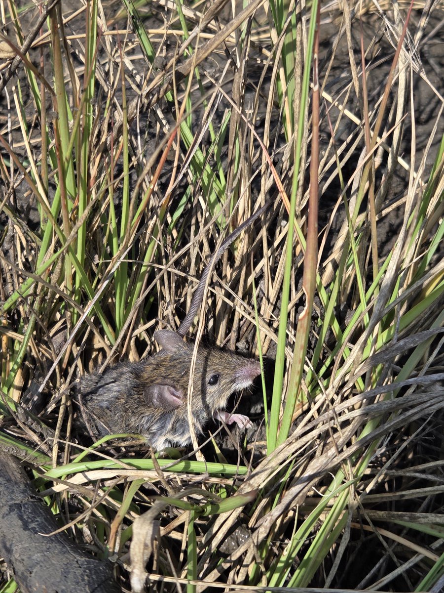Baburasska's tweet photo. Ive been observing dead rats in mangroves located near local communities lately. They may have died near the communities and been carried into the mangroves by tidal waters. https://t.co/lIfohF9Yw9