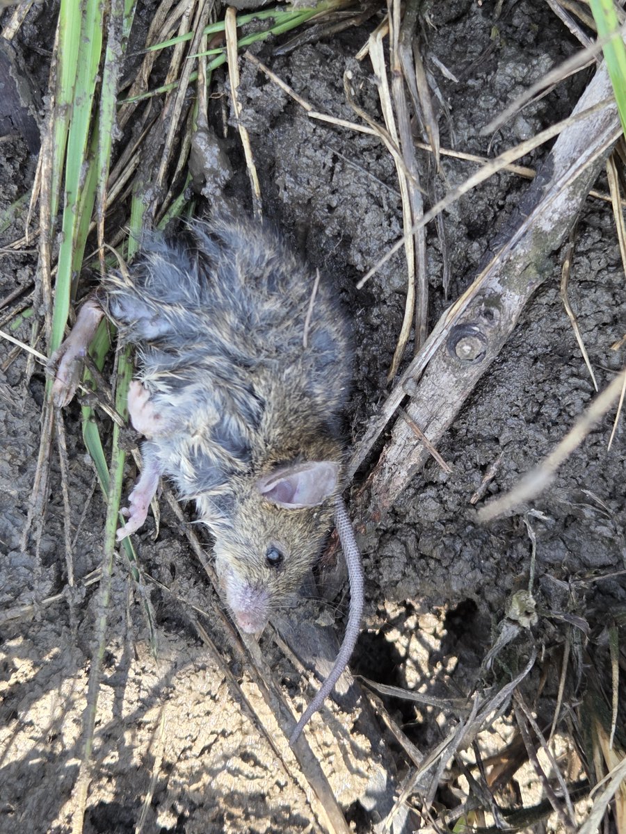Baburasska's tweet photo. Ive been observing dead rats in mangroves located near local communities lately. They may have died near the communities and been carried into the mangroves by tidal waters. https://t.co/lIfohF9Yw9