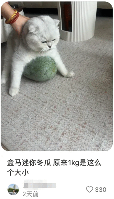 ChillMelonCat's tweet photo. The market is boiling hot, but the cats are staying fully gourd-conditioned. Grab your winter melons, hug tight, and let's send this viral Chinese cat meme📈 TG in the making!

FwqARgqduegAhTe5paZ2kF9rvH4b4mYG27wANdQF1ESS $CHILLMC #Pumpfun #Pumpfunlaunch #memecoin #chinameme https://t.co/BGEAzE5rUU