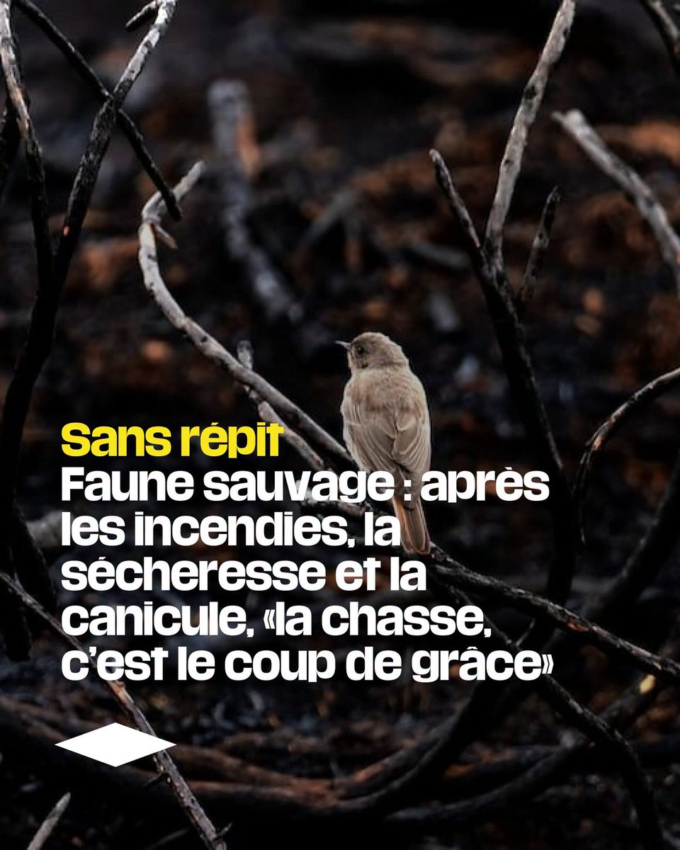 ChasseAbolition's tweet photo. Chasser quelque soit l'état du terrain, quelque soit l'état des animaux traqués .... le #sadisme est prioritaire !
Ces êtres sont de pures salopards !
https://t.co/Pg5p5BUt8c https://t.co/lcGtMiErA9