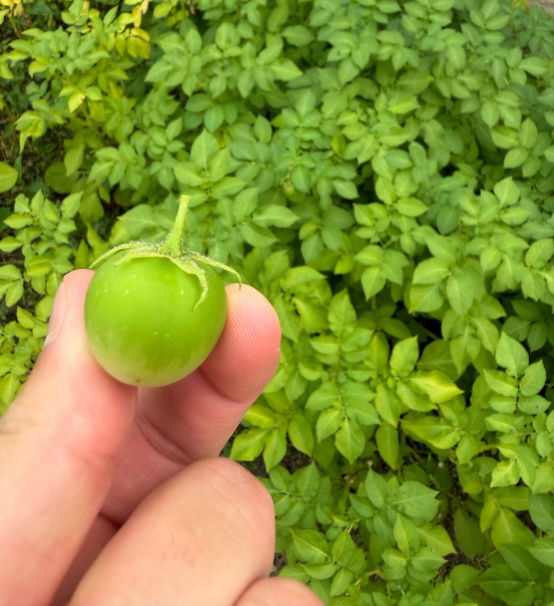 redasells's tweet photo. Few things bring me more contentment than growing my own stuff. Future dream setup for local climate will be apples, plums, cherries, raspberries, saskatoons, haskaps. Fat piece of land just outside the city

Keep the lambo I want 5 acres and a nice truck https://t.co/UgcILXYy9R
