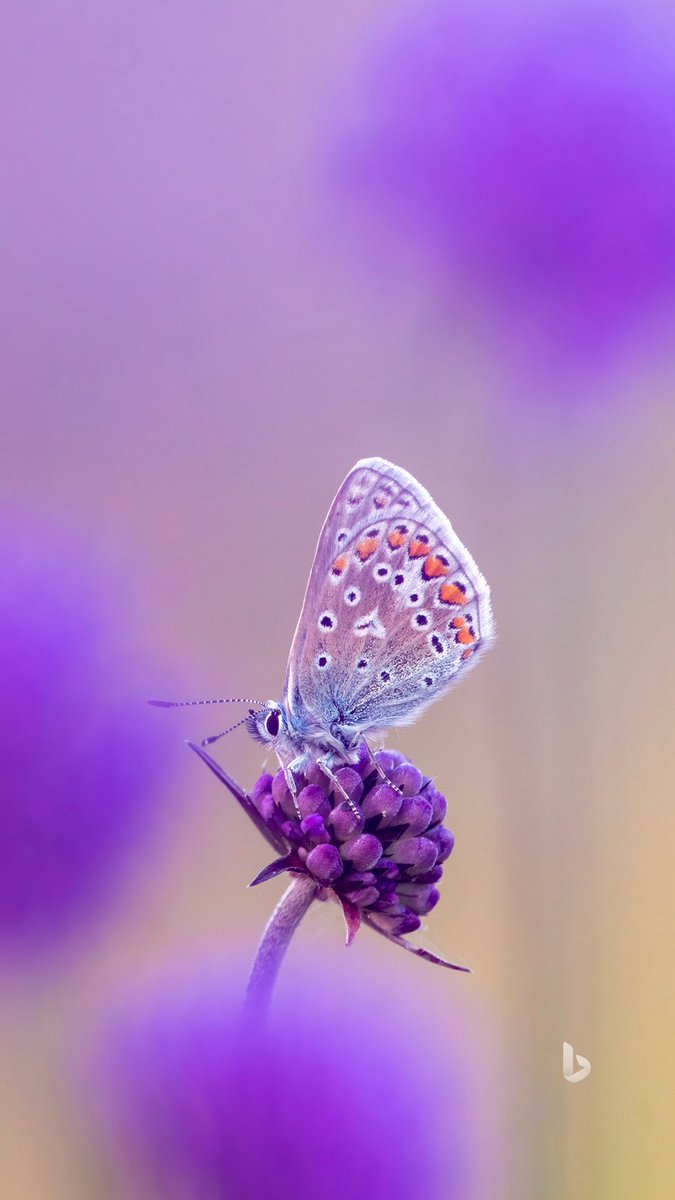 meejd777's tweet photo. فراشة صغيرة… لكن حضورها يكفي ليعيد ترتيب الفوضى داخل القلب. 💜🌿🦋
#روح_الطبيعة #هدوء_بنفسجي #MagicOfLife #لحظات_ناعمة #ButterflyBloom https://t.co/2ymLb0LSm9