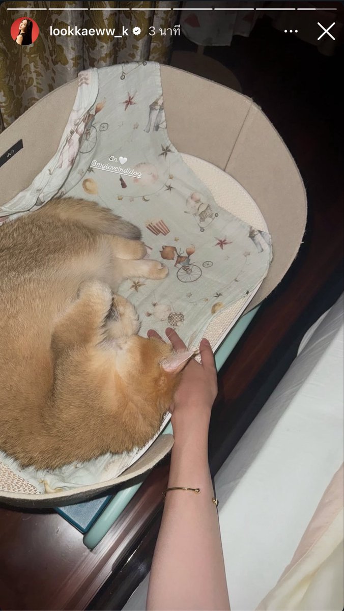 aneung31's tweet photo. พักผ่อนเยอะๆน้าเจ้าหญิงทั้งสองของลูกโลก Good night ค้าบ 🙃🫠🤏🏻

#lookkaewkamollak 
#BabyViola https://t.co/rwyKp7Egmu