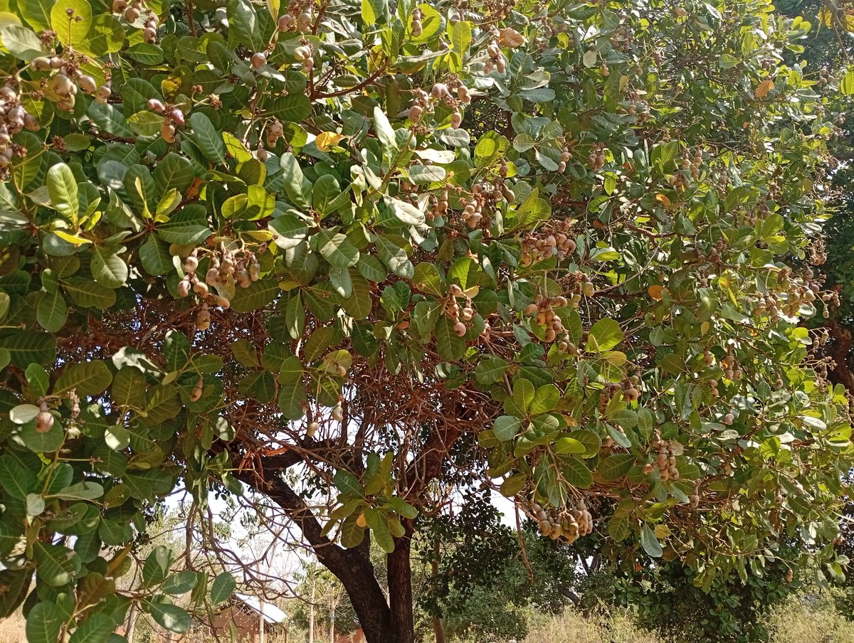 peterUrassa3's tweet photo. Unafikiria kuwekeza kwenye korosho? Usiishie tu kununua ardhi—jifunze elimu ya ugani, shirikiana na maafisa ugani wa eneo lako, na uwe karibu na shamba lako! 🇹🇿🌱 https://t.co/8OU8s60L1d