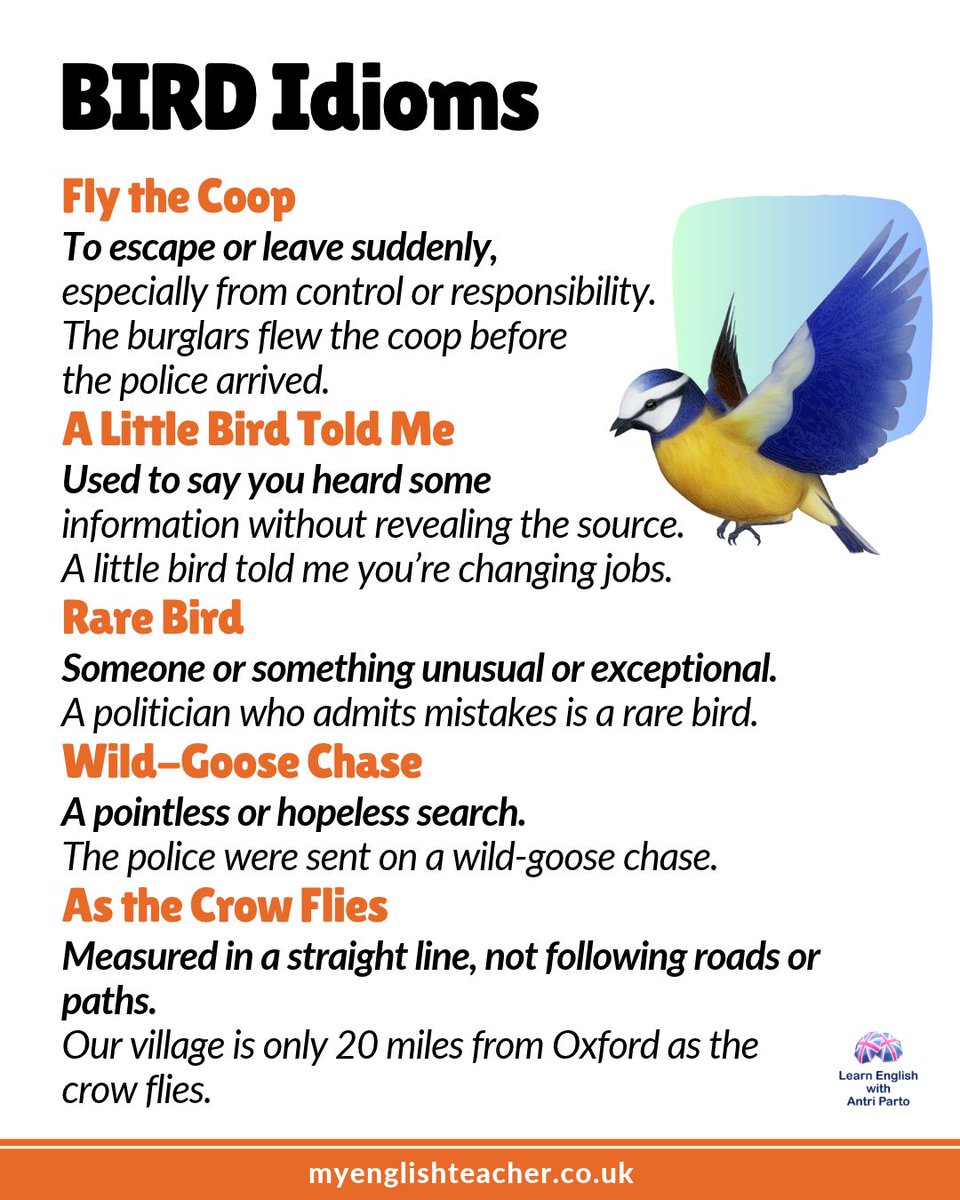 MyLinguaAcademy's tweet photo. Learn BIRD idioms
#learnenglish https://t.co/1K0J6nIpdM