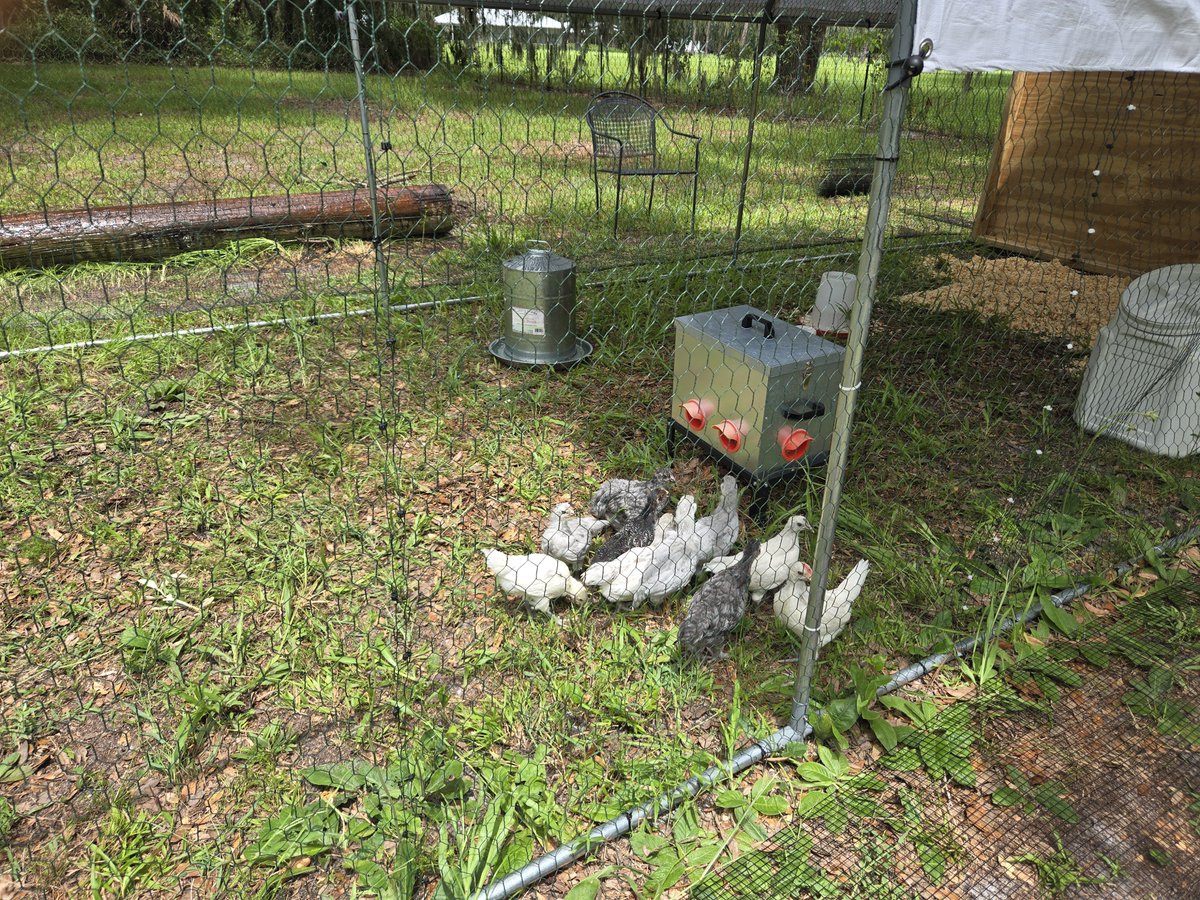 JillAllen525's tweet photo. Completed the chicken coop and got the babies outside today! https://t.co/5Zrmm4eoJd