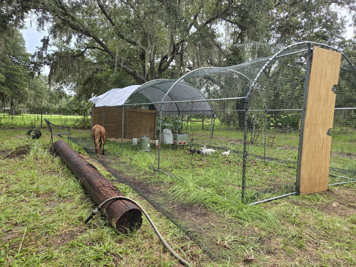 JillAllen525's tweet photo. Completed the chicken coop and got the babies outside today! https://t.co/5Zrmm4eoJd