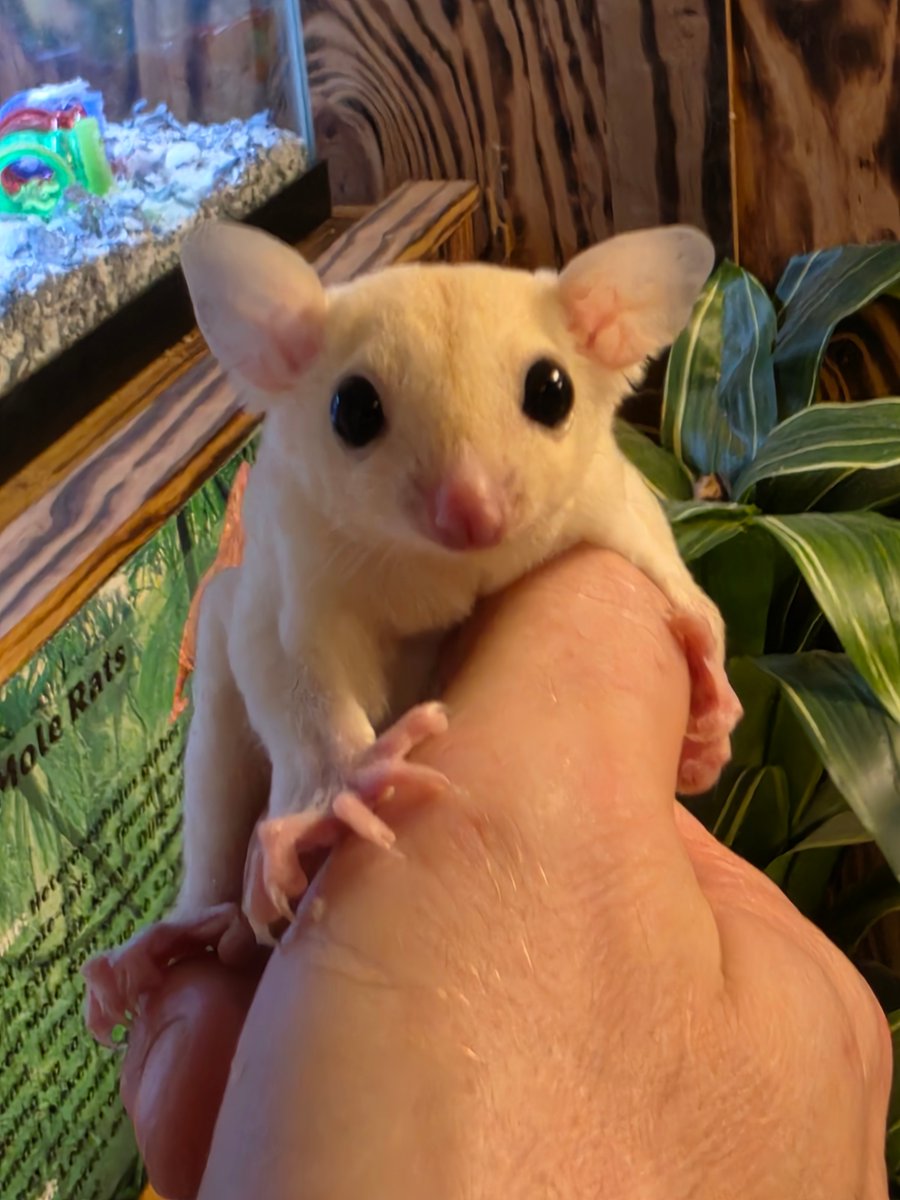 PanhandleExotic's tweet photo. New Sugar Gliders!  Info @ https://t.co/nl0ZTjLwr8 https://t.co/AJfBkV7pAa