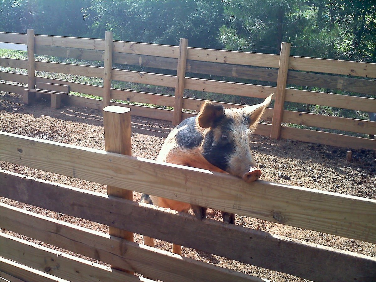 inmanity's tweet photo. @realMaalouf Too bad they did not covert them into pig pens https://t.co/GAqFVRkZrX