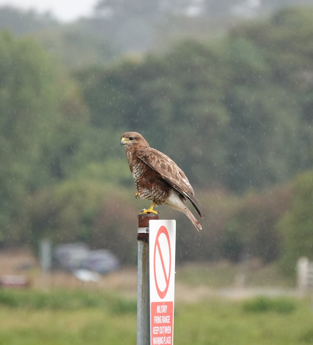 NigelFavager's tweet photo. On way back from burton point this morning(22/8/2026) and despite the rain i managed to photograph a nearby buzzard and a meadow pipit.😊❤️ https://t.co/KNhSUEbvk5