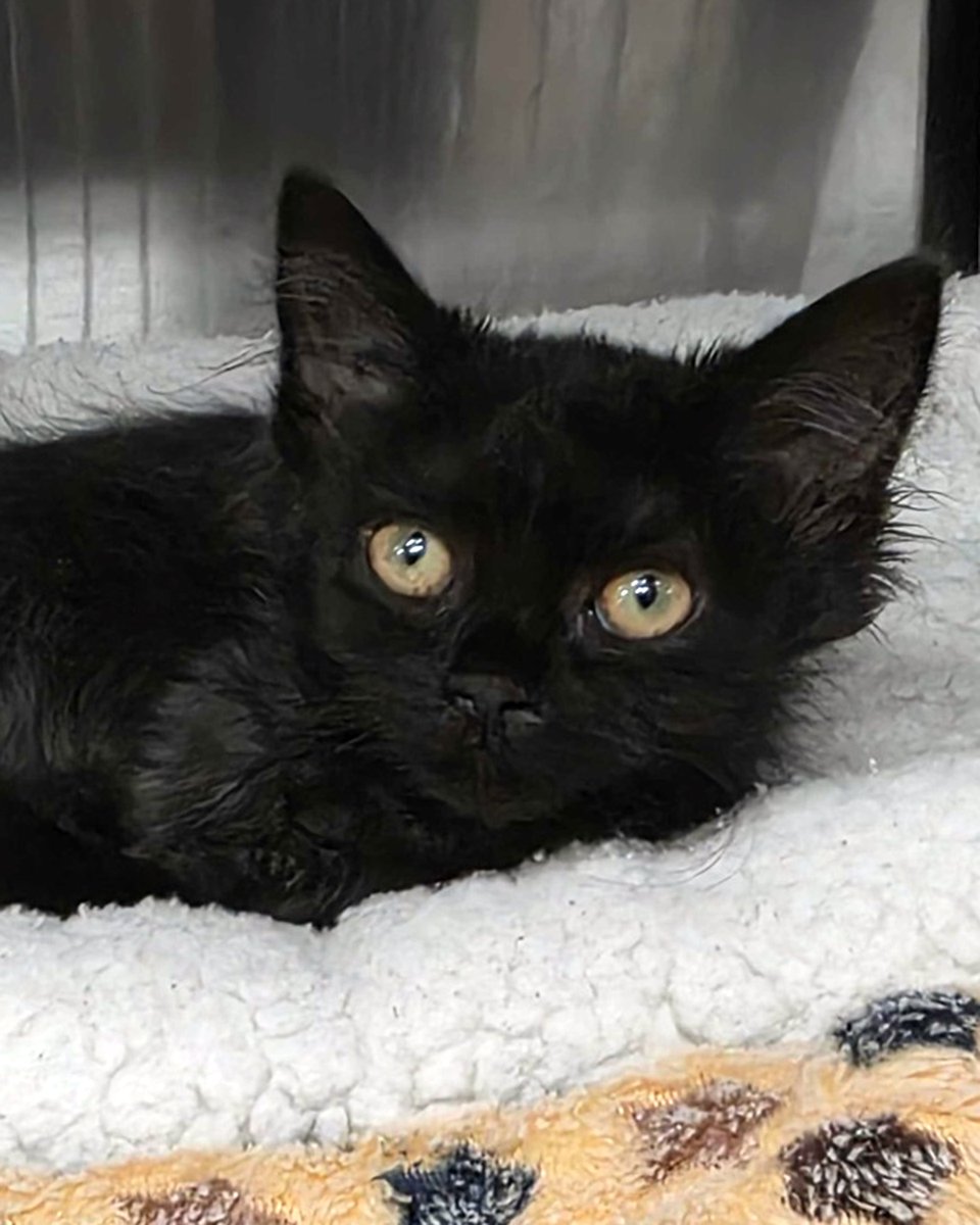 lostdogrescue's tweet photo. 🌟Seeking a foster hero!🌟 Sweet 4-month-old kittens, Sable and Spooky, are in need of a loving foster to nurture them back to good health while being treated for ringworm. These cuties need an easily cleanable space — a spare bathroom works well — and receive 4-5 more weeks of oral medication, once a day. 🐈‍⬛💖🐈‍⬛

We’ll provide the instructions, support, and meds for the dedicated volunteer who can attend to Sable and Spooky on the path to a forever home. If you may have the space and time to help these little ones, please reach out to the LDCRF Cat Foster Group at 𝙘𝙖𝙩.𝙛𝙤𝙨𝙩𝙚𝙧𝙜𝙧𝙤𝙪𝙥@𝙡𝙤𝙨𝙩𝙙𝙤𝙜𝙧𝙚𝙨𝙘𝙪𝙚.𝙤𝙧𝙜  📧

Thank you for supporting pet rescue and adoption through your time and love.💕

#fosterlove #rescuekitten #blackkitten