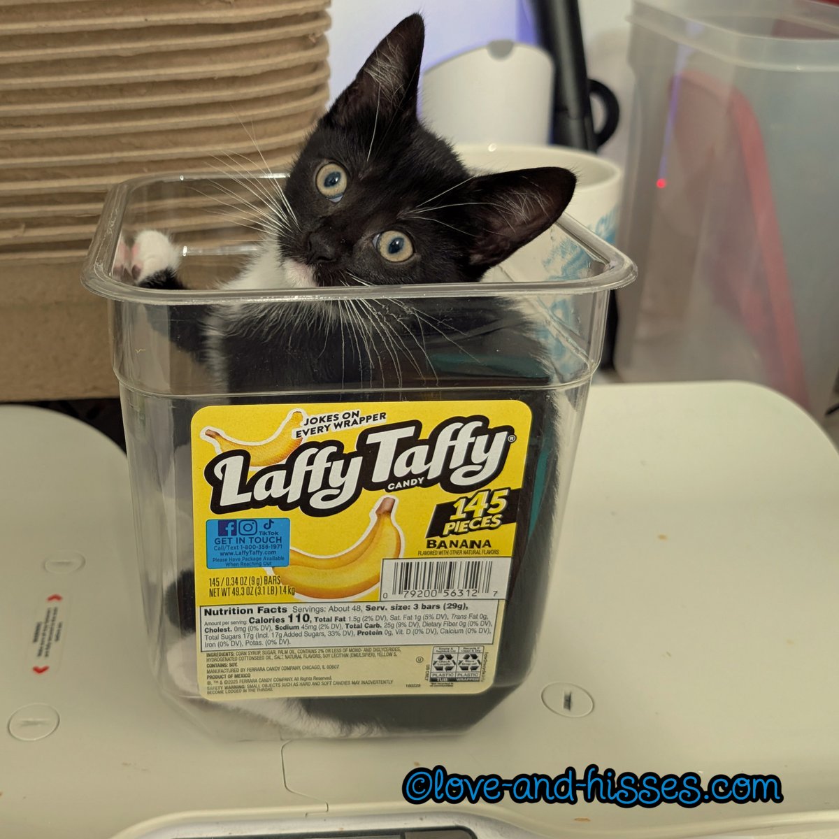 RobynAnderson's tweet photo. The kittens are being weighed in an empty Laffy Taffy container, now that they've outgrown the giant coffee mug. It works well and keeps them still just long enough for me to get an accurate weight on them! (Thanks for your service, Daphne.) https://t.co/dT6atolJVA