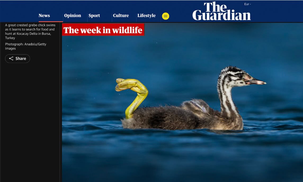alpertuydes's tweet photo. Annesi suya daldığında onu izlemek yerine suyun üstünde şımarıklık yapan yavru bahri fotoğrafım The Guardian’da haftanın fotoğrafları arasında💚 https://t.co/wl7BKPb8ri