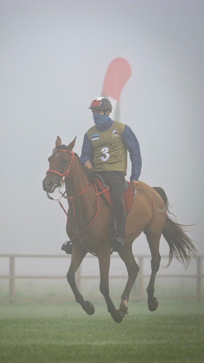 groupfazza's tweet photo. Mist | Focus | Endurance 🇦🇪🐎 #Fazza #Estonia #EnduranceRiding #HorseSport https://t.co/8NE2fyugnC