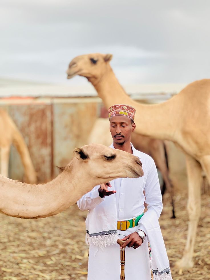 Sunduskr's tweet photo. Hidaha iyo dhaqanka Soomaalida, iyo xiriirka aan waqtigu tirtirin ee kala dhexeeya geela. 🇸🇴🐪 https://t.co/oRqxqb0WId