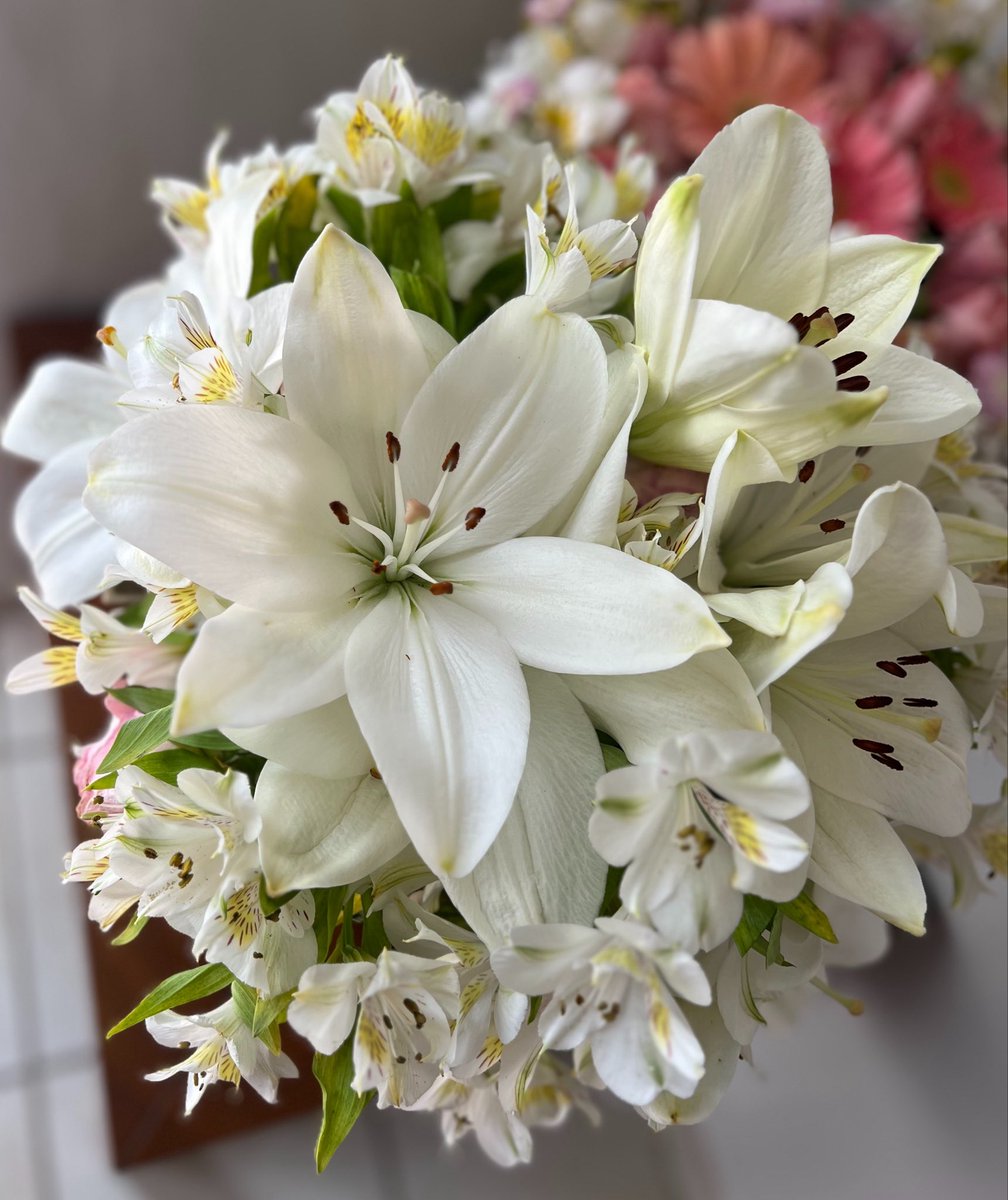baleriaramirez's tweet photo. nunca antes me habían regalado lilies blancas y ahora estoy enamorada de ellas 😍 https://t.co/P9NmgE2FDF