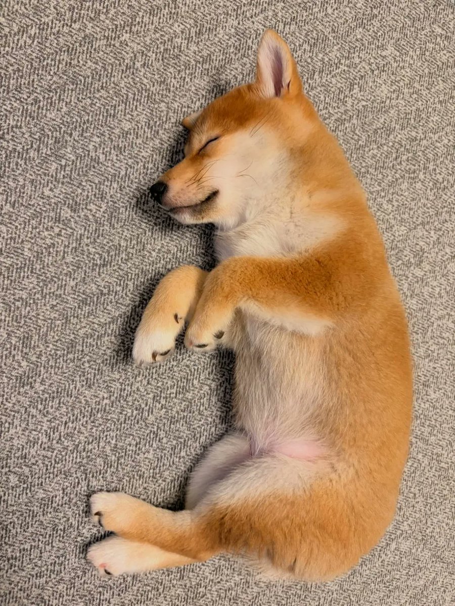 miclyz's tweet photo. Also want to give a huge thank you to the team at Instant Puppy for helping me bring Sol home.

They were incredibly helpful throughout the entire process, answered all of my questions, and made everything as easy as possible.

This was Sol’s original listing for anyone who wants to see where I found the little guy:
https://t.co/54kvVejxk8