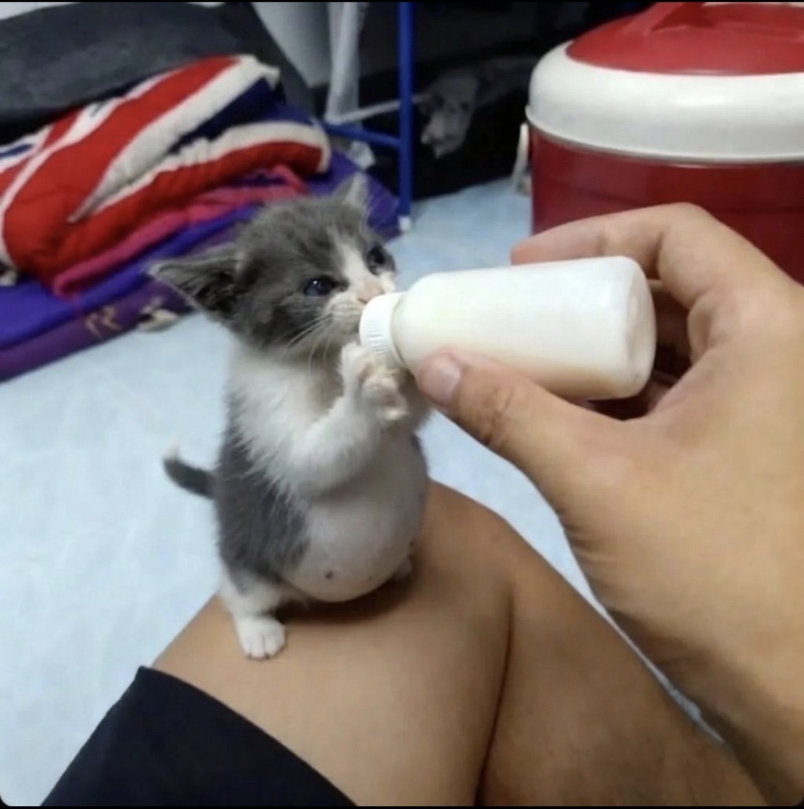 animal_kyawa_'s tweet photo. ぽっこりお腹でミルクを飲んでる子猫ちゃん可愛い過ぎる🩷 https://t.co/GSDSfKjepo