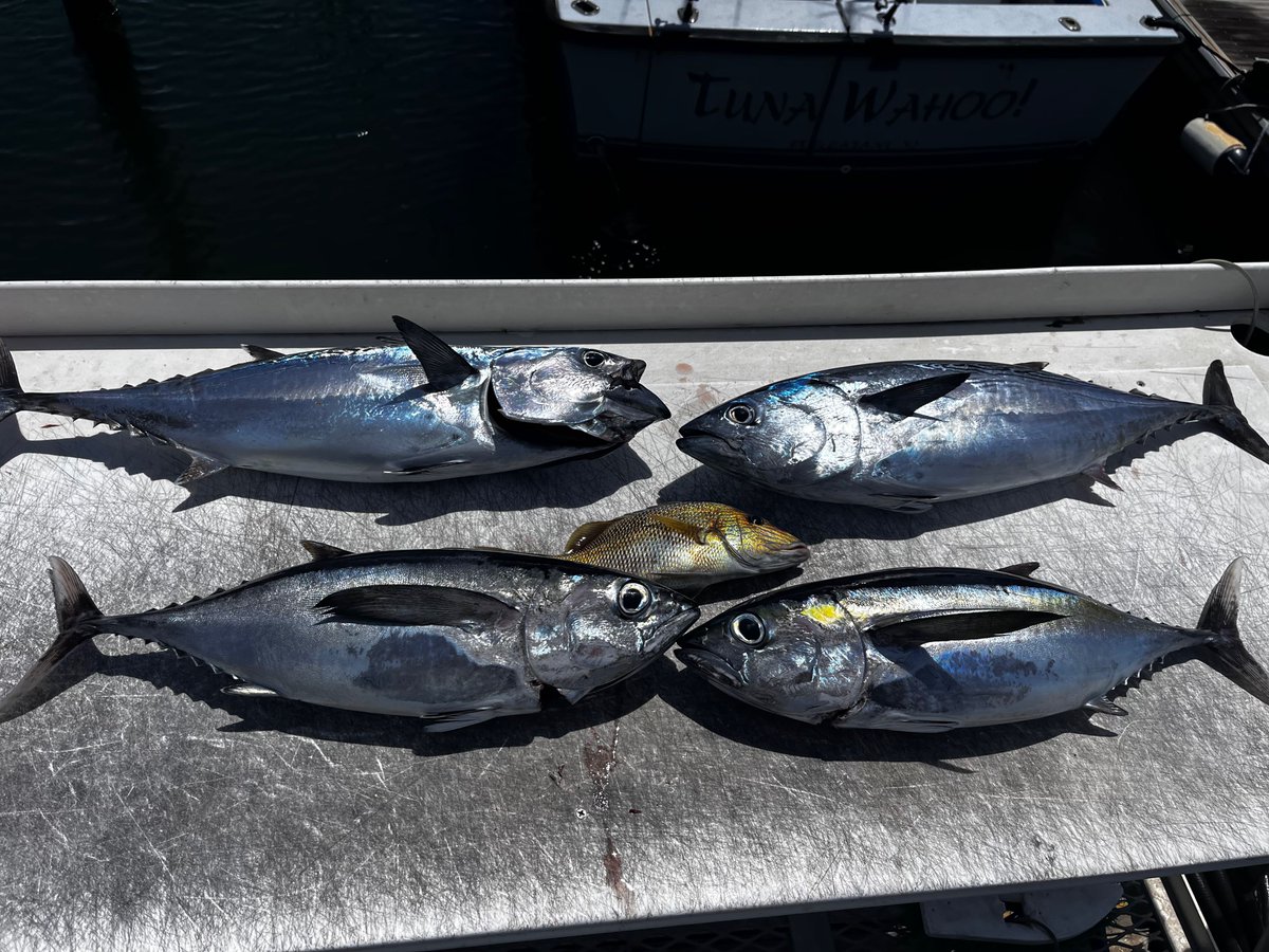 Tunawahoo_fl's tweet photo. Mark and his buddies joined us today for some trolling offshore. We started off with a bang, boating a bonita and missing a sailfish which corkscrewed a wire leader into oblivion! Next up were a pair of nice blackfin tuna, and then we had another bonita jump on. The bite then di https://t.co/F0AiugDdBX