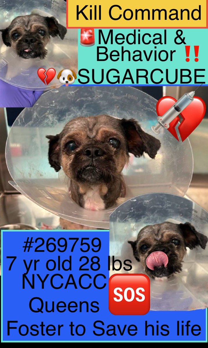 magalys_rios's tweet photo. #Foster #Pledge4Rescue
#Adopt
#SugarCube #260759
🆘KILL COMMAND ‼️MEDICAL & BEHAVIOR 🚨
Upper Respiratory Infection and FEARFUL‼️
Read Bio
NYCACC Queens
7 yr old boy 28.2 lbs
Bio⬇️
https://t.co/EX01DcJoNo
#RESCUEonly ➡️🆕Hope Partner
DM @notthesameone2 https://t.co/et01Q9zHeA