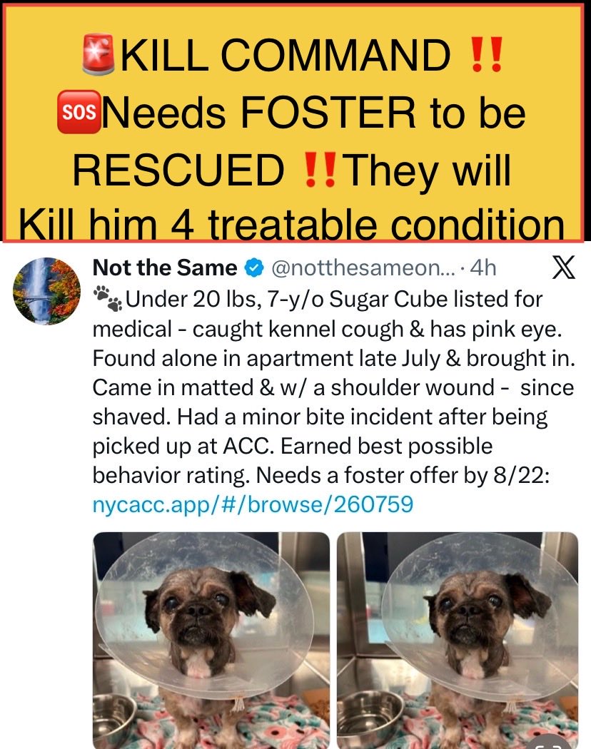 magalys_rios's tweet photo. #Foster #Pledge4Rescue
#Adopt
#SugarCube #260759
🆘KILL COMMAND ‼️MEDICAL & BEHAVIOR 🚨
Upper Respiratory Infection and FEARFUL‼️
Read Bio
NYCACC Queens
7 yr old boy 28.2 lbs
Bio⬇️
https://t.co/EX01DcJoNo
#RESCUEonly ➡️🆕Hope Partner
DM @notthesameone2 https://t.co/et01Q9zHeA