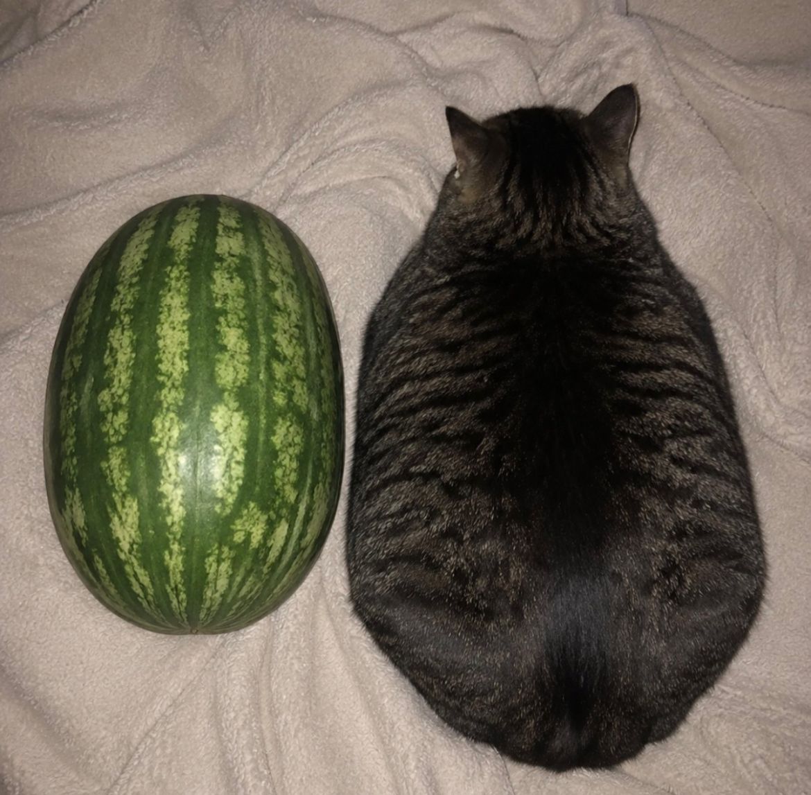 Cats_ooc's tweet photo. He grew https://t.co/nuXOQkqCf4