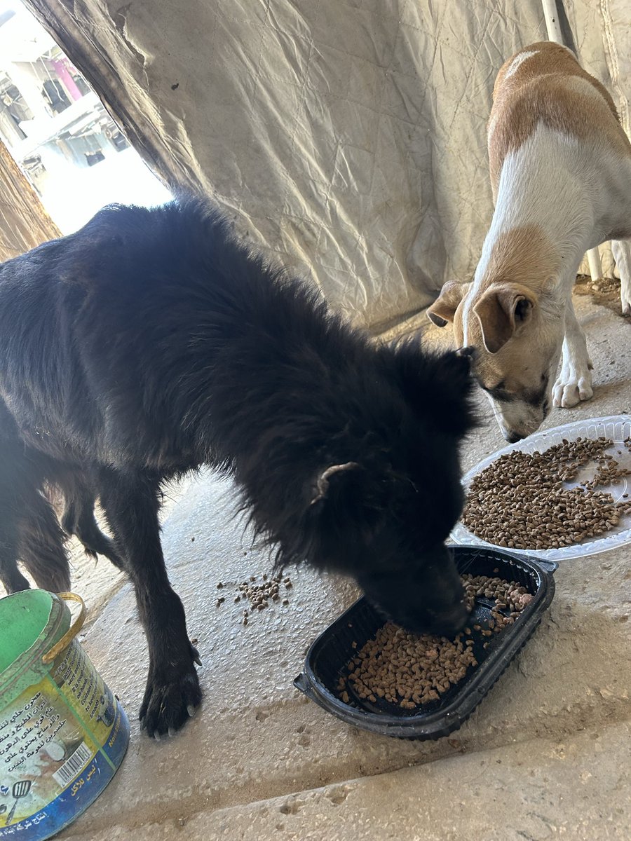 RescueCare's tweet photo. Please save the cats 🥲🐾🇵🇸🤍🌸

DsPwu2fbAiPcbxXM4Prfi1SZziWLmEMkUB2v63Lmpump https://t.co/JJoELGYjpc