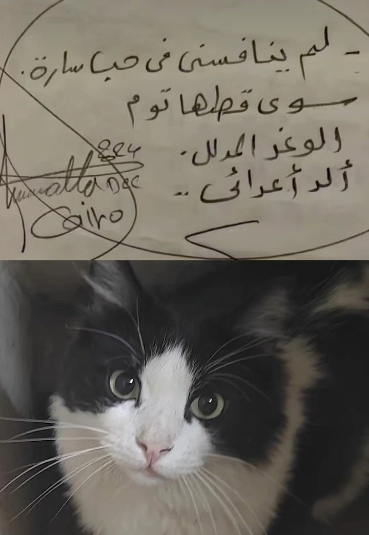 Eman_Tareq1's tweet photo. https://t.co/Zf2Xs2bSeV