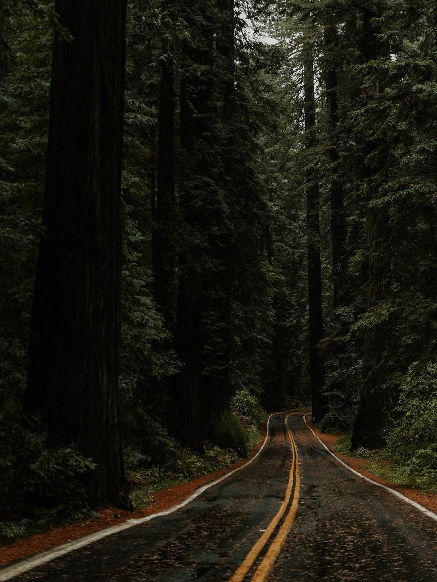 worldclick56's tweet photo. Redwood National Park 🇺🇲🌿 https://t.co/5WaQ74hs70