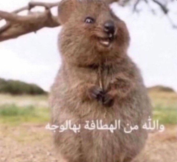 vi7il7's tweet photo. بكره الدوامات وانا للان عندي أمل تجيني رسالة قبول https://t.co/kYmoPuYS7f