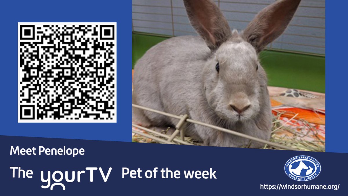 yourtvwindsor's tweet photo. Meet Penelope the yourtv pet of the week! 

To adopt them or for more information please follow the QR code or follow the link below:  
https://t.co/uQthTFmjzN

@windsorhumane

#petoftheweek  #yourtv #trulylocal #windsorhumanesociety #yqg https://t.co/EoxMvwmkfO