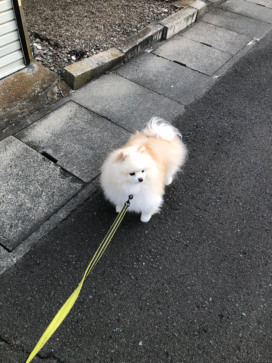 poko_0103's tweet photo. おはよ🍀 https://t.co/PpUZ7H7L42