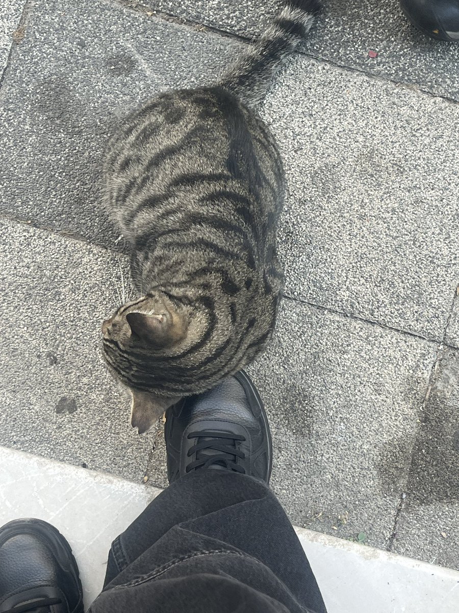 rotmoder's tweet photo. i’m glad you could find my shoe comfy,
buddy.,, https://t.co/gj17yeiEtX