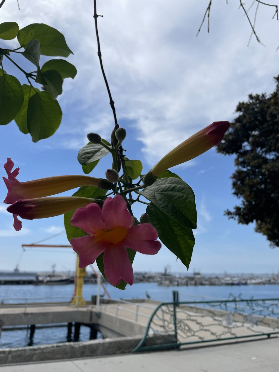 Night2Cherish's tweet photo. Thank you San Diego 🌴I’ll miss you ! https://t.co/kLNEjPCahP