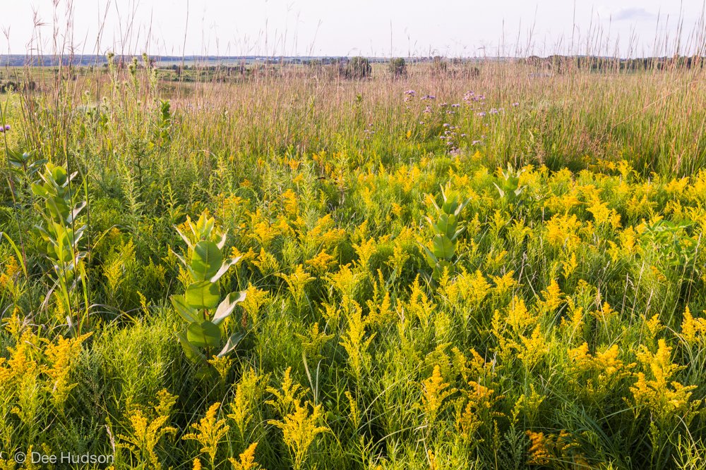 Nachusa's tweet photo. TAKE A HIKE!🥾🌾🌼🦋
Sept 13, 10-12:
Experience the difference between a remnant prairie and a restoration on this 1-mile-long hike on- and off-trail at Thelma Carpenter with Heather, Nachusa Summer Interpreter.
✅Sign up today: https://t.co/EzgIOIZ7yz
#hike #prairie #hikingtours https://t.co/7dbsEBl246