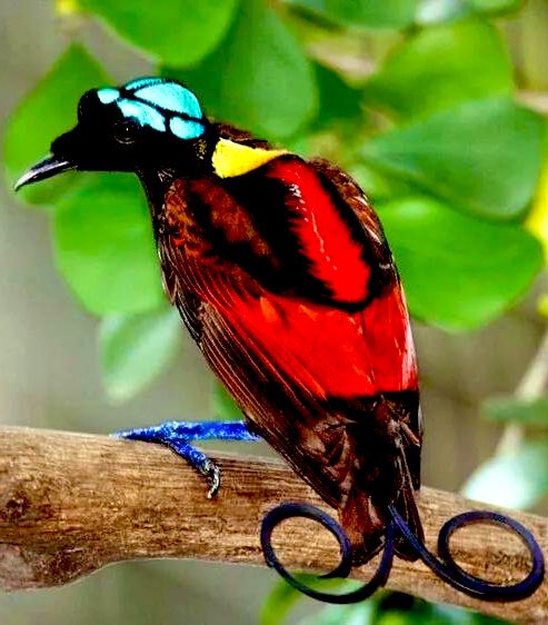 SiPalingDepok's tweet photo. Sedih, Papua juga kebakaran. #PrayForPapua 

Hutan Papua menyimpan kekayaan alam luar biasa. Salah satunya burung cendrawasih.

Cendrawasih punya lebih dari 40 spesies. Tapi populasinya terus menyusut, seiring musnahnya habitat mereka. 

Dulu burung ini bisa dijumpai sebanyak 10-15 ekor per kilometer persegi. Kini turun menjadi 2-3 ekor saja.

Selain berkurangnya habitat, cendrawasih terancam punah akibat perburuan liar. 

Bulunya diperjualbelikan dengan harga mahal.

Saat hutan Papua juga terbakar. Bisa kau bayangkan bagaimana nasib burung langka ini?

Foto: Yayasan Inisiasi Alam Rehabilitasi Indonesia (YIARI)