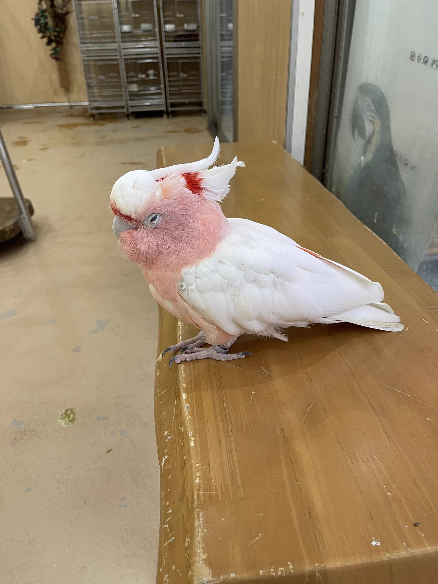 鳥楽園 on X: 
