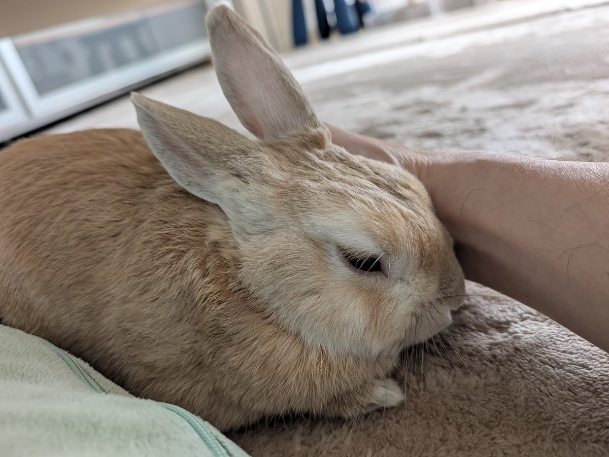 usatanjump's tweet photo. 今朝は
朝ごはん時間延長で
撫で撫でを要求

昨晩の地震が怖かったのかな
多分揺れじゃなくて
緊急速報のアラート音が
怖かったんじゃないかな🤔

満足されるまで
撫でて、ケージへ帰還しました
#うさぎのいる暮らし
#rabbit https://t.co/mnZOegy8Sp