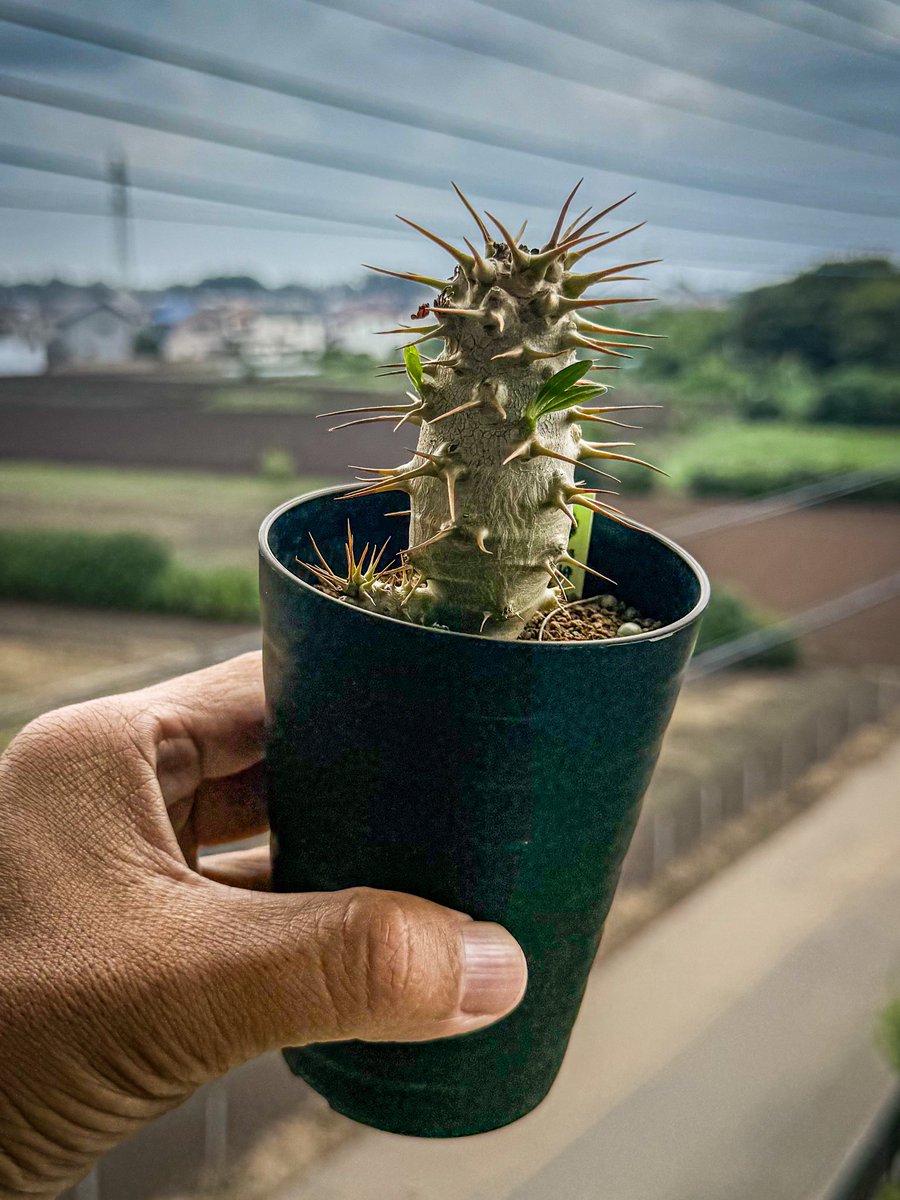PlantsAteM's tweet photo. 頭潰しがち
みんな強く生きて https://t.co/adMUVlvSoK