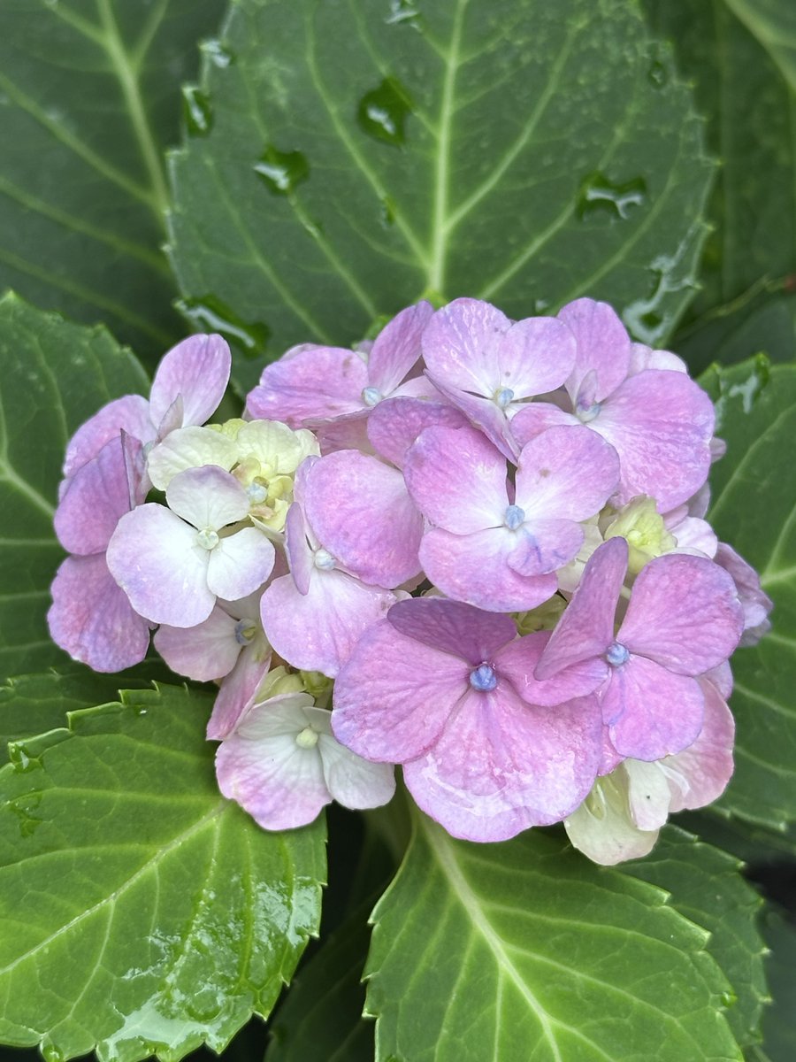 mico_micon's tweet photo. 近所にまだ頑張って咲いてる紫陽花がいたよ❁⃘*.ﾟ #TLを花でいっぱいにしよう https://t.co/phZ5OP9YaQ