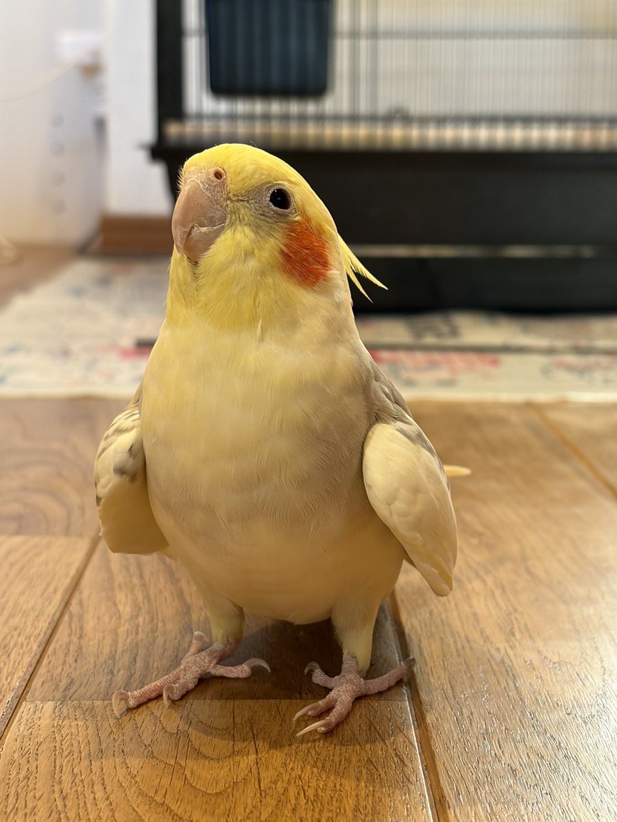 okame_ochan_m's tweet photo. オカメインコを探しています。
8月23日 10時45分頃 千葉県茂原市ゆたか 
⁡シナモンパイド 3歳くらい
⁡
おーちゃん バイバイ と喋り、ミッキーマウスマーチを歌います。
⁡見かけた、保護した、などこちらのアカウントに情報提供をお願いいたします。

 #迷子鳥  #迷い鳥 #茂原  #茂原市 https://t.co/s0YGvmU48S