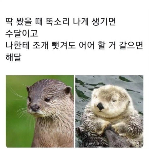 chyona_ddi's tweet photo. 수달해달구분짤 먼가 렝돌로 쓰고싶음

레오도로 구분하는법
딱 봤을 때 나 물 것처럼 생겼으면 도로시고
나한테 조개 뺏겨도 헤헤 웃을 것 같으면 레오나 https://t.co/EHu0U8GrI4