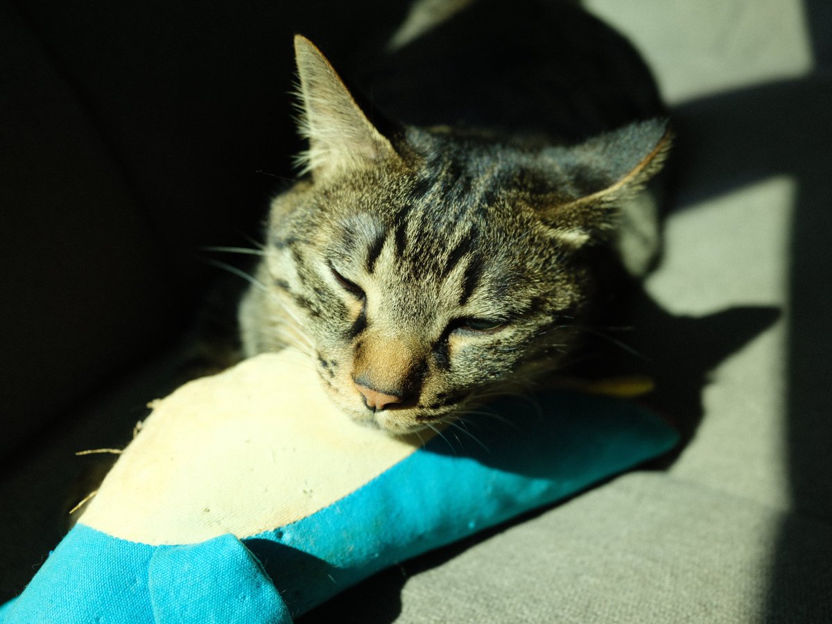 Maestro__Pe's tweet photo. お気に入りの蹴りぐるみ
#GFX100RF
#FUJIFILM 
#猫 https://t.co/CWhrM5cX3k